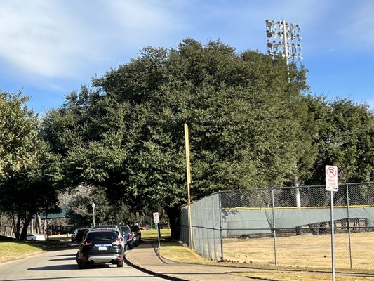 Reverchon Park by null