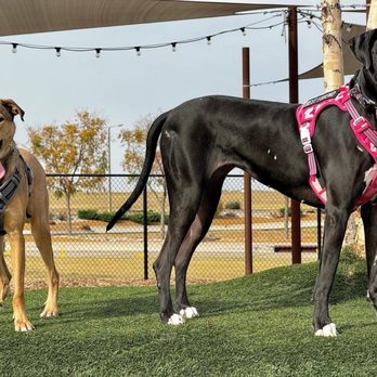 Solo's Park & Pub - Dog Parks Near Me - Oklahoma City, Oklahoma Solo's Park & Pub - Dog Parks Near Me - Oklahoma City, Oklahoma