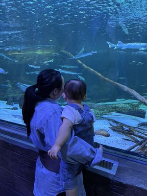 SEA LIFE at Mall of America by null