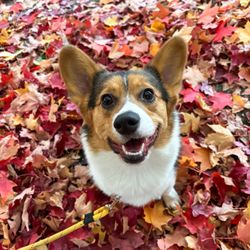 Just Food For Dogs - Nugget and her beautiful coat thanks to JFFD