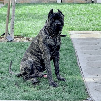 Delta K9 Academy - Pet Training Near Me - North Hollywood, California