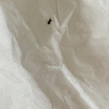 Chipotle Mexican Grill - A bug from my Chipotle salad bowl. - Mexican Near Me - Ardmore, Pennsylvania