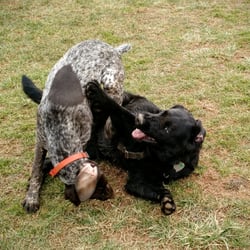 Mount Airy Dog Park