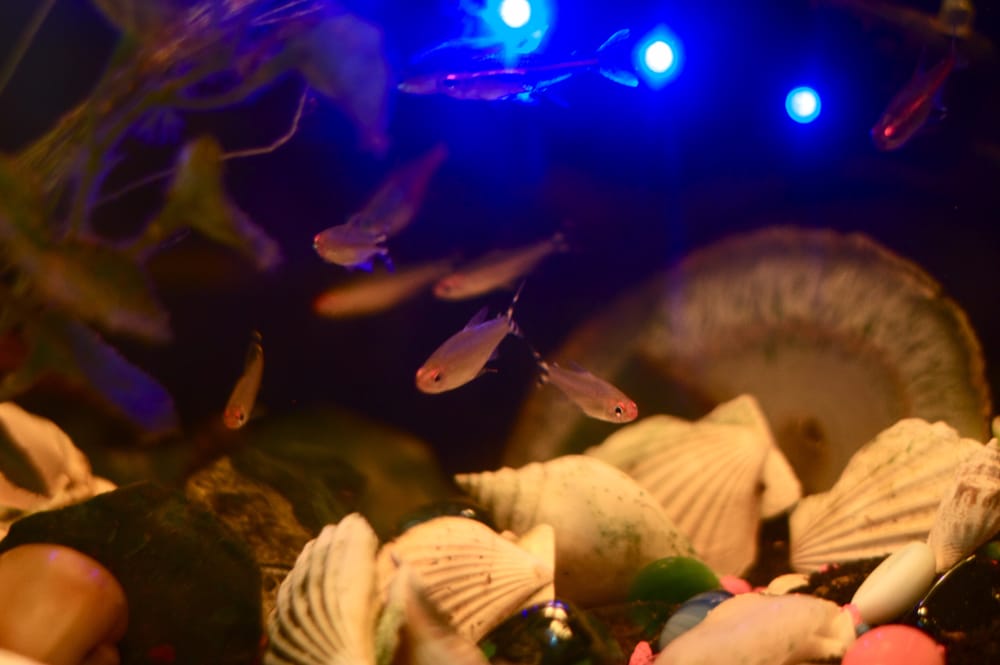 One Tribe Home School - childcare center in Portland, OR