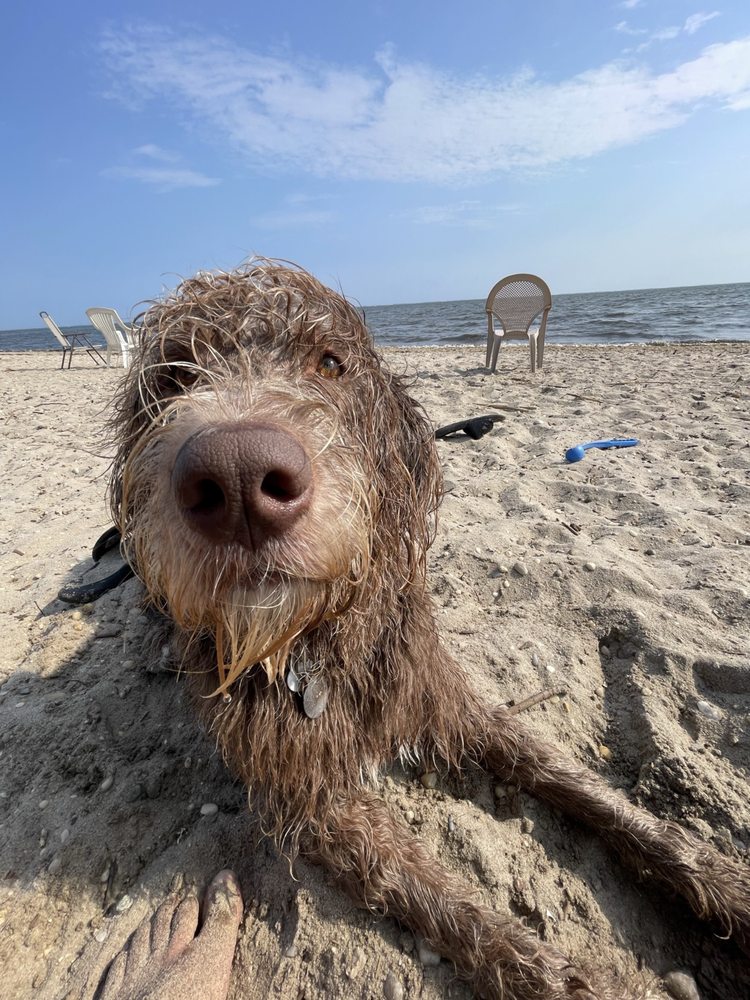 MUD CREEK DOG PARK Updated November 2024 50 Photos & 20 Reviews