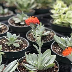 Parrino's Greenhouses Garden Center & Florist - Beautiful succulents
