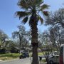 Photo of Robert's Tree Service