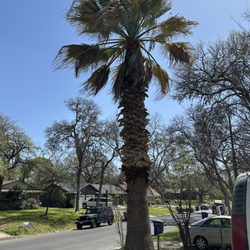 Robert's Tree Service - Before they cleaned up our Palm Tree.