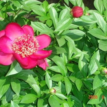 Wellesley Bed & Breakfast - Roses - Bed & Breakfast Near Me - Wellesley, Massachusetts Wellesley Bed & Breakfast - Roses - Bed & Breakfast Near Me - Wellesley, Massachusetts