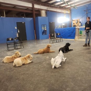 Azani Pro Dog Training - Daycare that builds manners - Pet Training Near Me - Edmond, Oklahoma