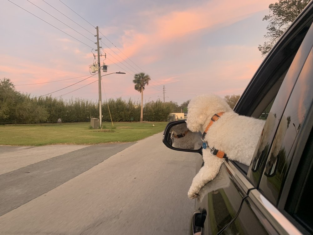 Doggy Spaw By Claudia Image
