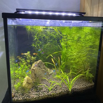 PetSmart - My neons are thriving in my tank - Pet Groomers Near Me - Northridge, California