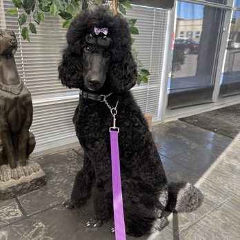 A Dog Refined - Pet Groomers Near Me - Phoenix, Arizona