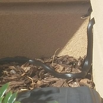 Fairfield by Marriott Inn & Suites Tampa Fairgrounds/Casino - This snake was around the side entrance and pool area for days. Management did nothing to remove him - Hotels Near Me - Tampa, Florida