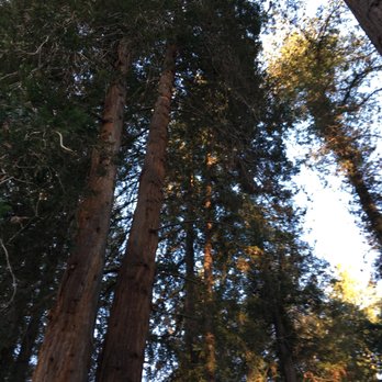 The Magic Forest - Active Life Near Me - Palo Alto, California The Magic Forest - Active Life Near Me - Palo Alto, California