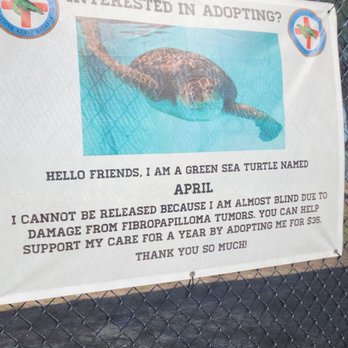 The Turtle Hospital - You can adopt a turtle for $35 a year - Veterinarians Near Me - Marathon, Florida The Turtle Hospital - You can adopt a turtle for $35 a year - Veterinarians Near Me - Marathon, Florida