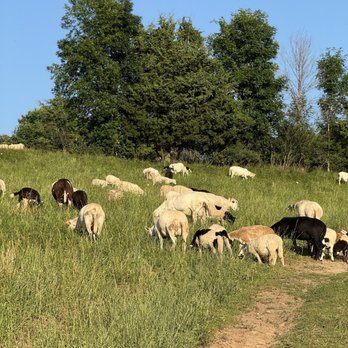 Luna Valley Pizza Farm - A short walk to visit the sheep - Pizza Near Me - Decorah, Iowa