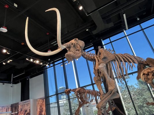 Burke Museum of Natural History and Culture by null