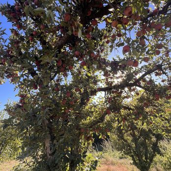 Riley's Apple Farm - Pick Your Own Farms Near Me - Yucaipa, California