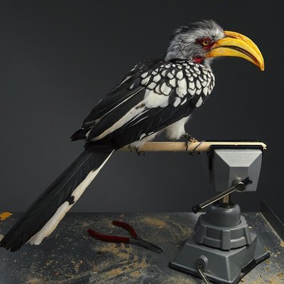 Prey Taxidermy by null