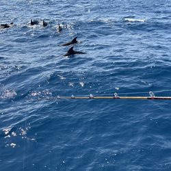 Little dolphin party