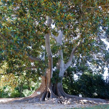Rancho Los Cerritos - Museums Near Me - Long Beach, California Rancho Los Cerritos - Museums Near Me - Long Beach, California