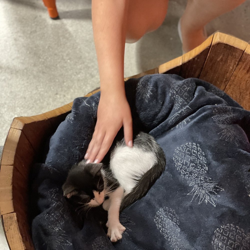 Orlando Cat Cafe - Animal Shelters Near Me - Clermont, Florida
