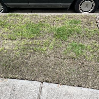 Constant Lawn and Gardener - Just planted dead turf by Constant Lawn. Then came a weed infestation. - Tree Services Near Me