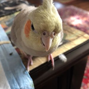 cockatiel bird farm near me