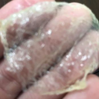 Asia Hamachi Restaurant - Plastic that was found in my calamari... - Chinese Near Me - Pound Ridge, New York