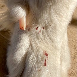 This is ONE quiked nail of several!!! - A close-up image of a dog’s belly showing several small cuts with fresh blood and a bandage on one area.