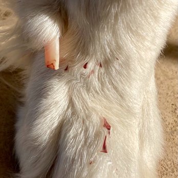 PetSmart - This is ONE quiked nail of several!!! - A close-up image of a dog’s belly showing several small cuts with fresh blood and a bandage on one area. - Pet Training Near Me - Mesa, Arizona