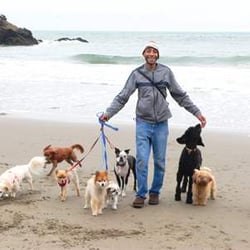 Little Buddhas Dog Walking & Pet Sitting - The best of times for your best friends!