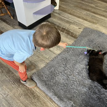 PHX Cat Cafe - Play time - Pet Adoption Near Me - Phoenix, Arizona