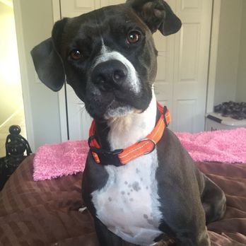 Paw In Hand - Veterinarians Near Me