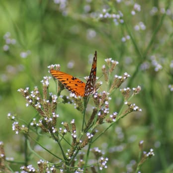 La Chua Trail - Butterfly - Hiking Near Me - Gainesville, Florida La Chua Trail - Butterfly - Hiking Near Me - Gainesville, Florida