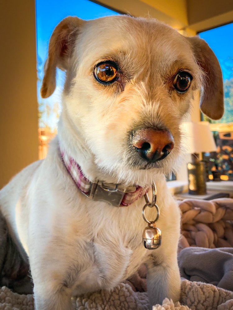 MR GROOMER MOBILE 34 Photos & 51 Reviews San Jose, California Pet