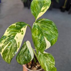 Variegated Ventures