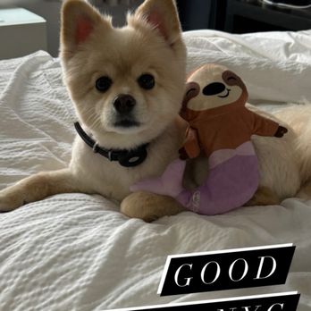 Tacovision - Nice waitress went out and bought our puppy a toy because he was such a good patron. Thank you Tacovision! - Tacos Near Me - New York, New York Tacovision - Nice waitress went out and bought our puppy a toy because he was such a good patron. Thank you Tacovision! - Tacos Near Me - New York, New York