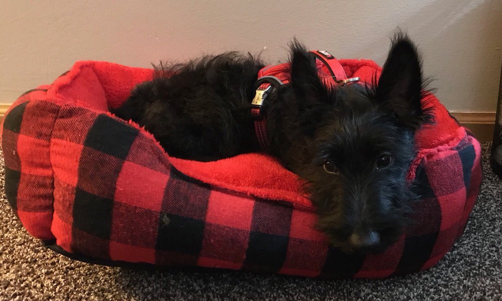 TULLY’S KENNELS 76 Photos & 56 Reviews Pet Stores 7777 D St