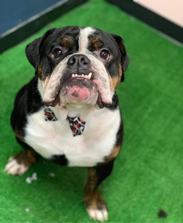 THE DAPPER DOG SPAW Updated September 2024 7914 Memorial Pkwy