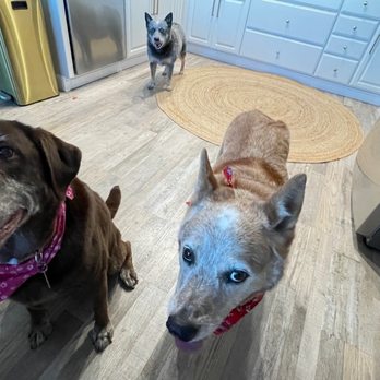 Pet Beauty Mobile Grooming - Pet Groomers Near Me Pet Beauty Mobile Grooming - Pet Groomers Near Me