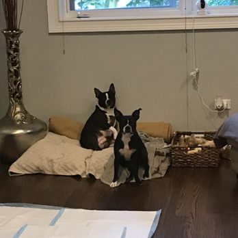 Theo's Doggos - Dog Walkers Near Me Theo's Doggos - Dog Walkers Near Me