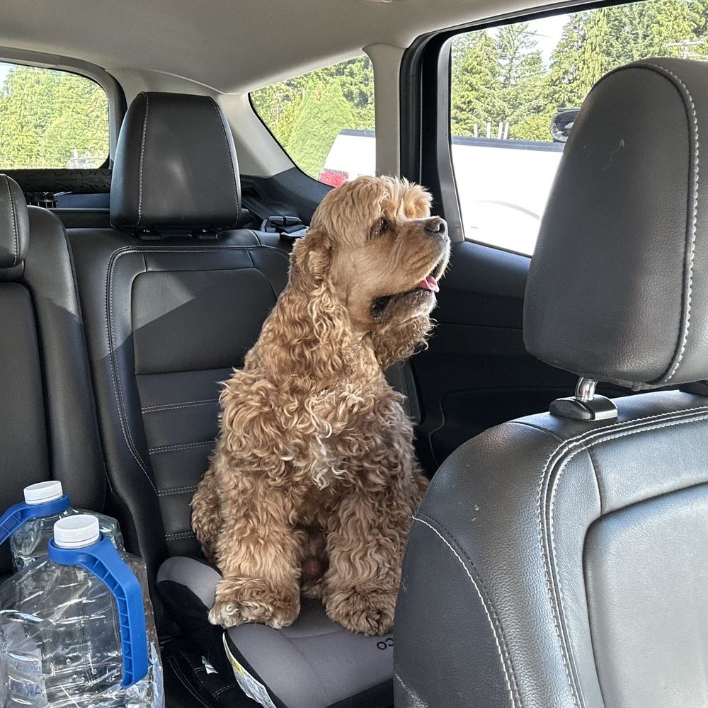Pet Makeovers - Pet Groomers Near Me - Mesa, Arizona Pet Makeovers - Pet Groomers Near Me - Mesa, Arizona