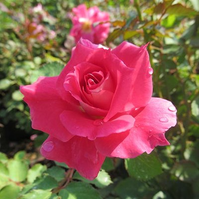 MCKAY NURSERY - 43 Photos - 750 S Monroe St, Waterloo, WI - Yelp