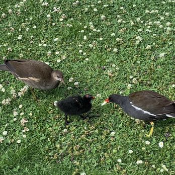 Holland Park - Baby birds - Parks Near Me - London, XGL Holland Park - Baby birds - Parks Near Me - London, XGL