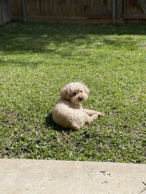 Animal Hospital Of Valley Ranch