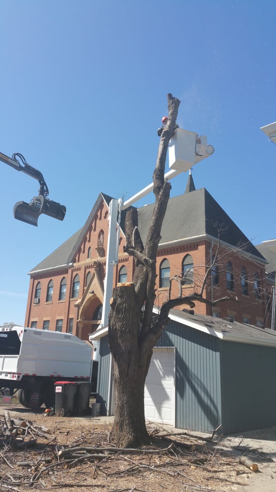 PAUL BUNYAN TREE SERVICE 14 Photos Shakopee, Minnesota Tree