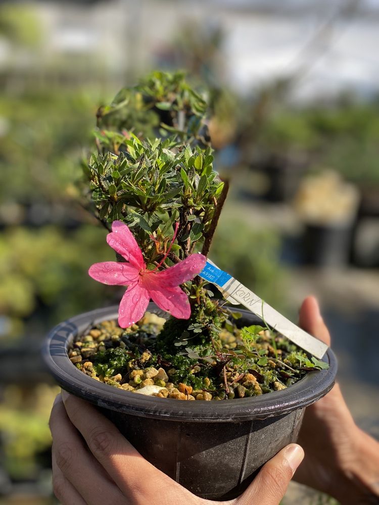 MARUYAMA BONSAI NURSERY Updated August 2024 123 Photos & 57 Reviews