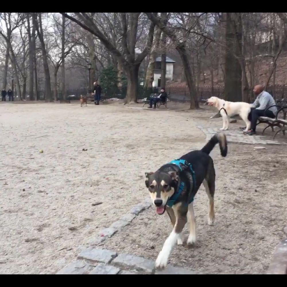 THIS IS THE DOG THAT ATTACKED ME AND MY DOG. BE AWARE THE DOG WILL COME BY YOUR DOG AND LEAVE A FEW TIMES BEFORE IT ATTACKS